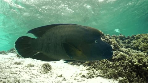 Napoleon Wrasse, close in shallow water
