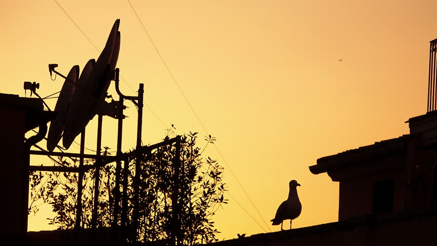 seagull on the roof at sunset