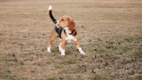 Barking dog in the field. Cute dog wearing a collar howling toward the camera, wagging its tail. Source: Canon 7D, graded. Clip ID: ax1241c