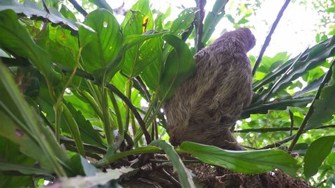 Three-toed sloth searching leaf to eat on a jungle tree with epiphyte plant, wild animal, Costa Rica, Central America
