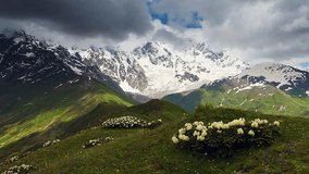 View of the alpine meadows with rhododendron flowers at the foot of Mt. Tetnuldi. Dramatic unusual scene. Upper Svaneti, Georgia, Europe. Main Caucasus ridge. Beauty world. HD video (High Definition)