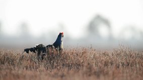 Black grouse footage of lek in the bog
