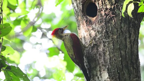 Beautiful bird,Crimson-winged Woopecker  at its nesting  in natural habitat