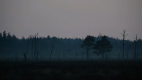 Bog early in the morning with bird sounds 