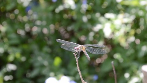 Japanese garden, Miami. Dragonfly.