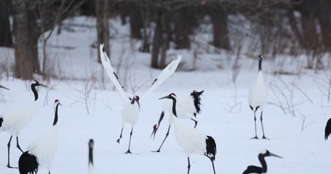 Japanese Red Crown Crane courtship in snow