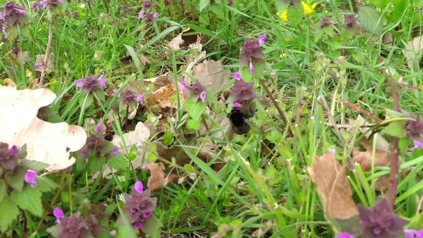 Bee on Flower