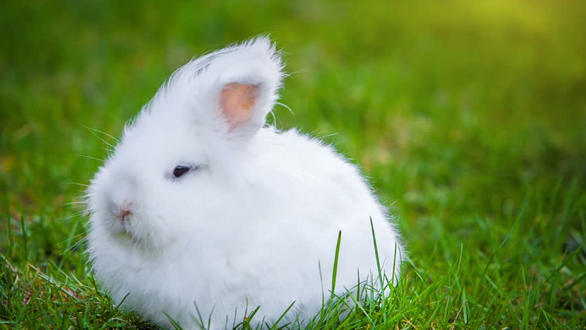 Video of Small White Rabbit Stock Footage Video (100% Royalty-free ...