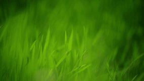 Fresh Green Spring Grass Lawn in Morning Close up, Bright Vibrant Natural Season Background with Shallow Depth of Field, Handheld Stable 1920x1080 full HD Clip.