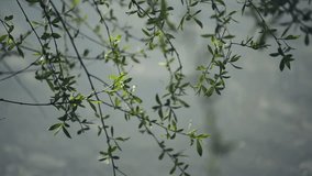 Willow Branches Swinging in the Wind by the River on a Bright Day at The Beginning of the Spring, Selective focus close up with shallow depth of field for Cinematic look of this 1920x1080 full HD clip