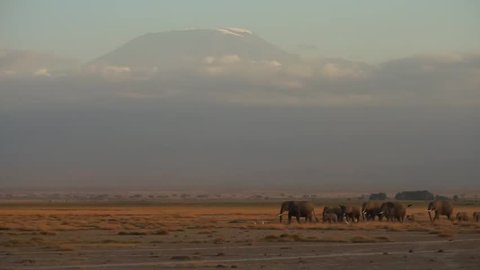 African elephant herd in savannah  