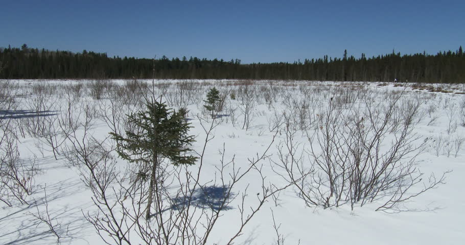 Panoramic view of the wild environment in winter in Algonquin Provincial Park, Ontario, Canada
