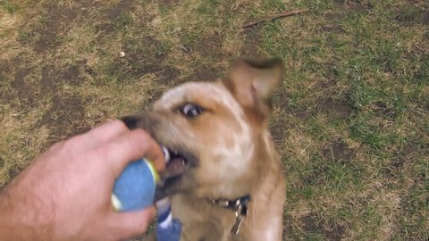Puppy Playing With Ball on String Toy. From the dog owner pov, the puppy grabs the ball and rope toy.