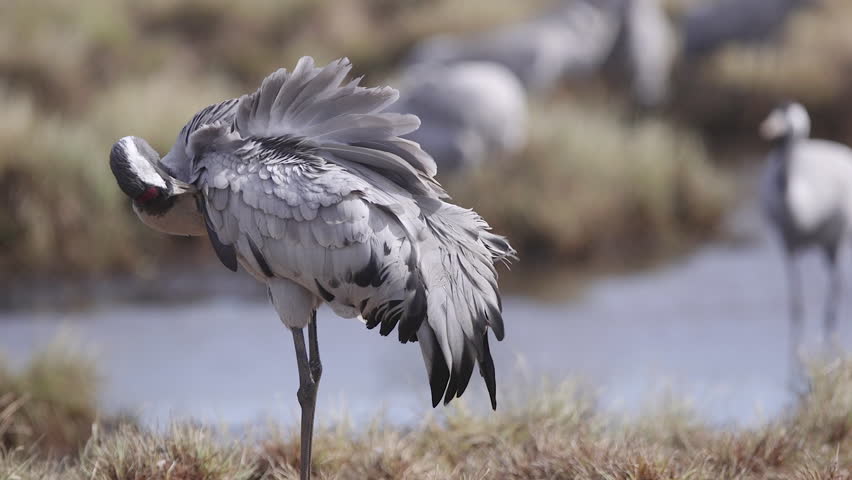 Eurasian Crane bird preening plumage