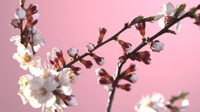 Apricot flower time lapse on a pink background . High speed camera shot. Full HD 1080p. Timelapse