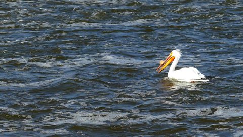 American White Pelican Catches, Eats Huge Walleye Fish.  The fish is huge, it fights the pelican, and keeps fighting once inside the pelican’s neck. It is truly amazing to see!