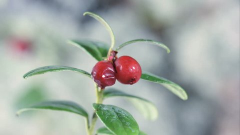 Freezing cow-berry plant leaves 4K UHD footage