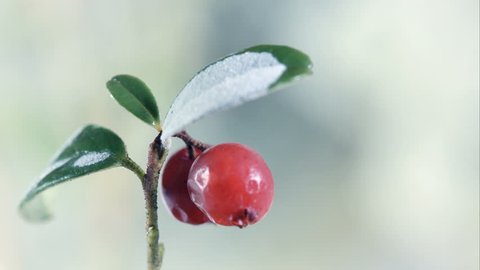 Freezing cow-berry plant leaves 4K UHD footage