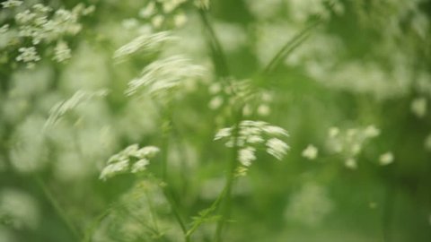 Close shot of elderflower swaying in the wind, shot with a vintage lens.