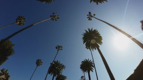 Shot looking up at palm trees with sun while driving in 4K format. Clip features view of iconic palm trees in the exclusive neighborhood of Beverly Hills, California. 