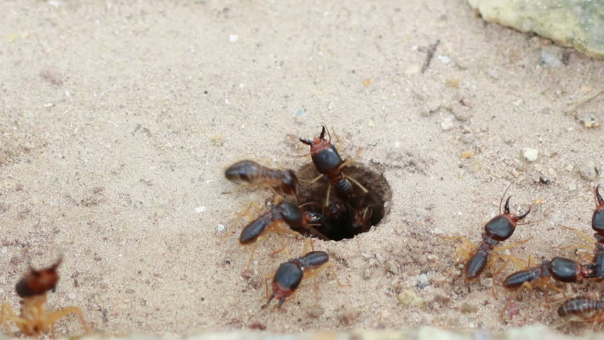 Hd Footage Of Crawling Termite Stock Footage Video 100 Royalty Free Shutterstock