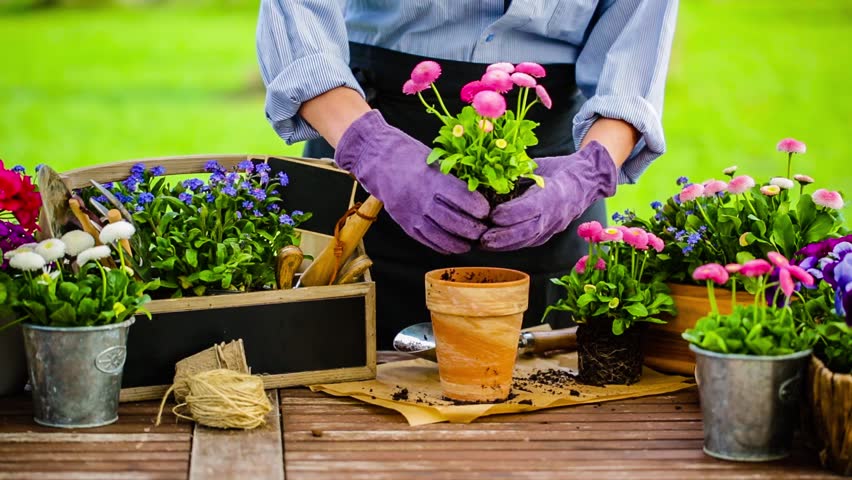 The gardener planted some. Цветовод. Цветовод профессия. Цветоводство и декоративное Садоводство. Домашние горшки для цветовода.