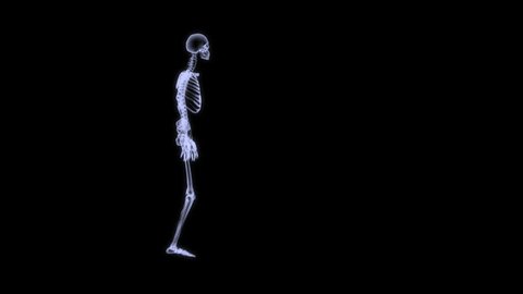 3D rendering illustration, radiography of a human skeleton running