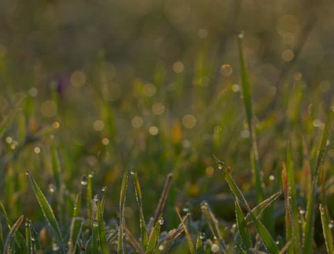 Blurred Grass With dew Water Drops. HDR RAW Shot With Motorized Slider. 