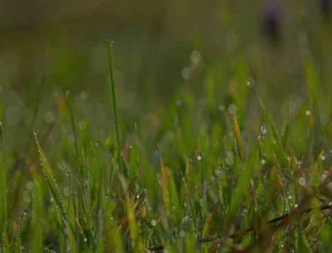 Blurred Grass With dew Water Drops. HDR RAW Shot With Motorized Slider. 