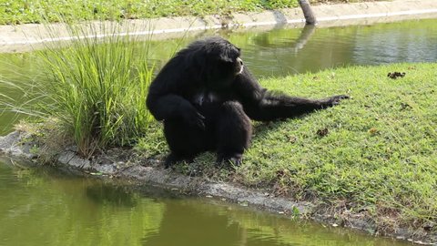 A Siamang Gibbon monkey's eating water water by hand.
