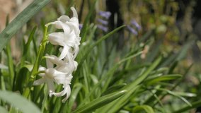 Hyacinthus orientalis white spring  flower in the garden 4K 3840X2160 UHD footage - Common Hyacinthus plant in green garden early spring environment 4K 2160p UltraHD video