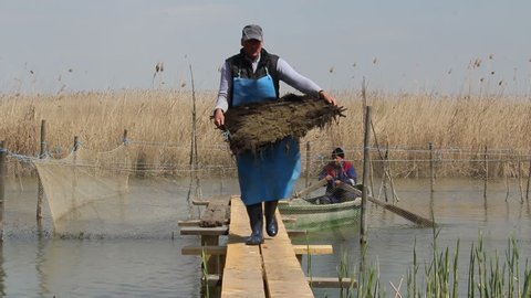 Danube Delta, Romania - 16 April 2015: Repopulation of lake Razelm with pikeperch fertilized eggs.