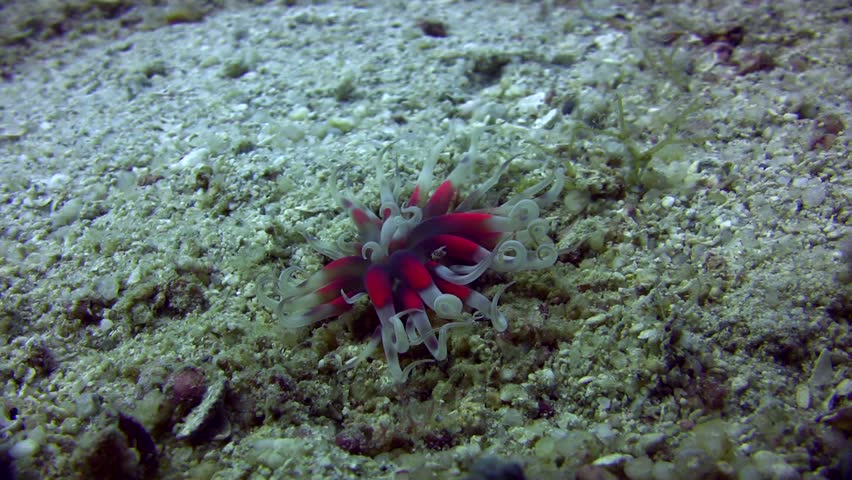 Unknown anemone