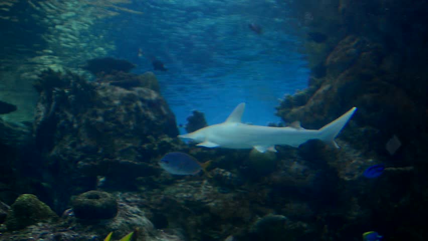Bonnet head shark swimming in an aquarium.