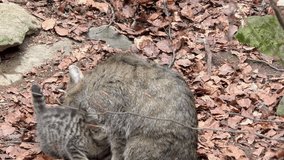 4K footage of a Wildcat (Felis silvestris) mother with her kitten in the Bayerischer Wald National Park in Germany. The wildcat is a small cat found throughout most of Africa, Europe and Asia.