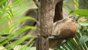 Young Two-toed sloth  sleep on tree