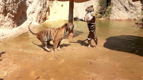 Adult beautiful tigers fighting near water. DSLR camera. 29.97 fps.bit slow motion video