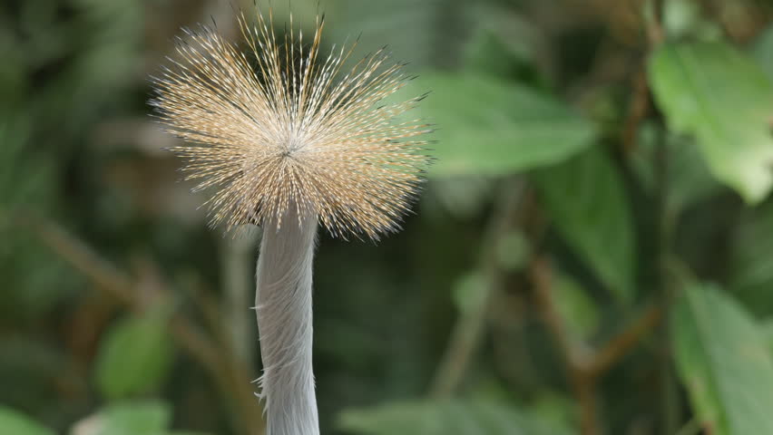 Grey crowned crane bird (Balearica regulorum)