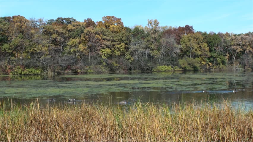 Geese at small lake in woods.