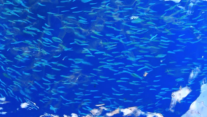Clear sea ripple with small fish as abstract nature background | Shutterstock HD Video #9648650