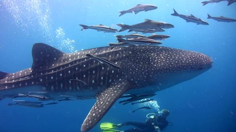 Whale shark (Rhincodon typus) from side