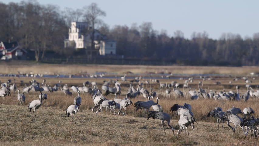 Flock of crane birds feeding on ground shallow depth of field