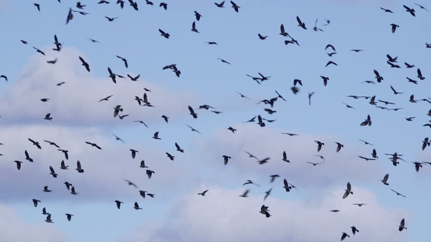 flocks of crows meaning