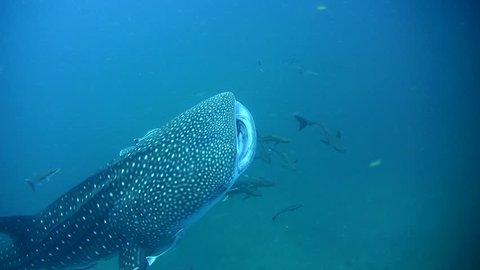 Whale shark (Rhincodon typus) mouth being cleaned