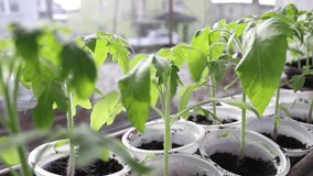 Tomato plants growing at home, footage