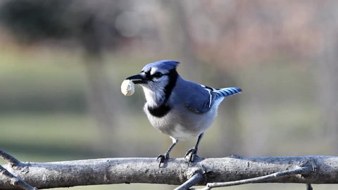 A Blue Jay shelling and eating a peanut.