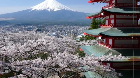 Mount Fuji and cherry trees in full blossom