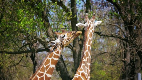Two giraffes cuddling, close up