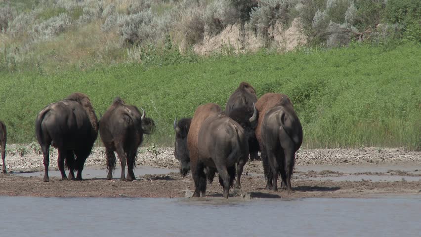 Bison Herd Walking Summer River Riverbank Shore Mud Riparian