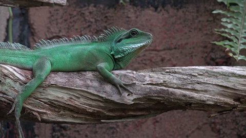 Close Up Iguana Sleeping On の動画素材 ロイヤリティフリー Shutterstock